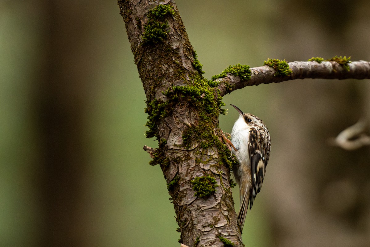 Brown Creeper - ML616248362