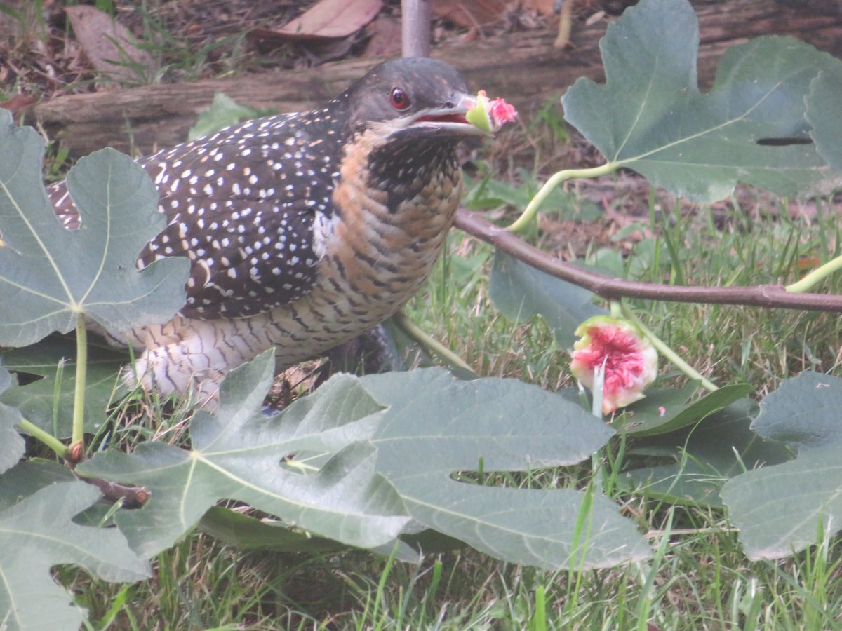 Pacific Koel - Christine D