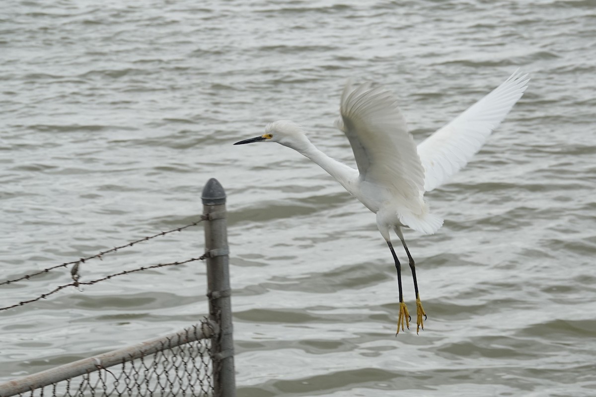 Snowy Egret - ML616248391