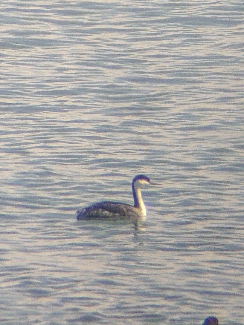 İnce Gagalı Batağan - ML616248467