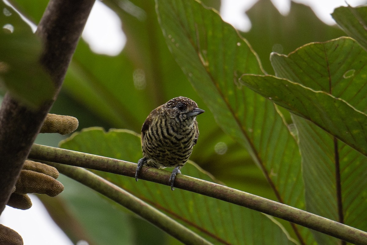 Lafresnaye's Piculet - ML616248469