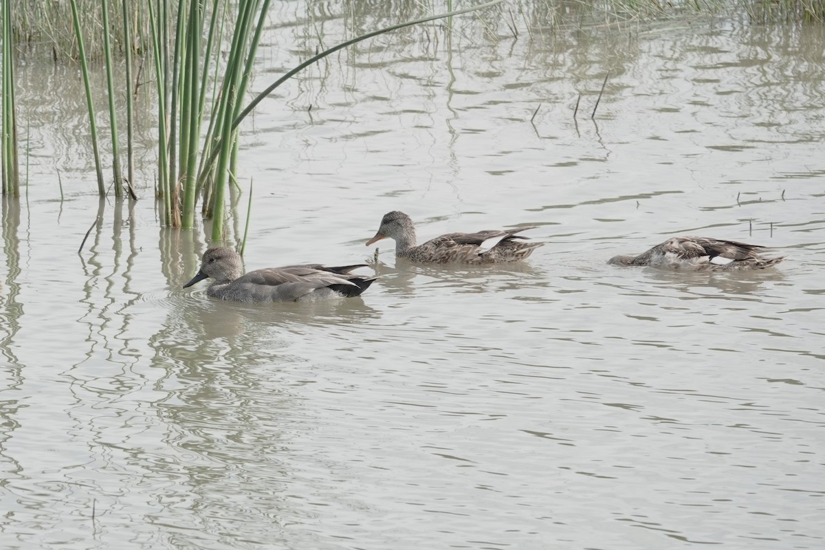 Gadwall - ML616248509