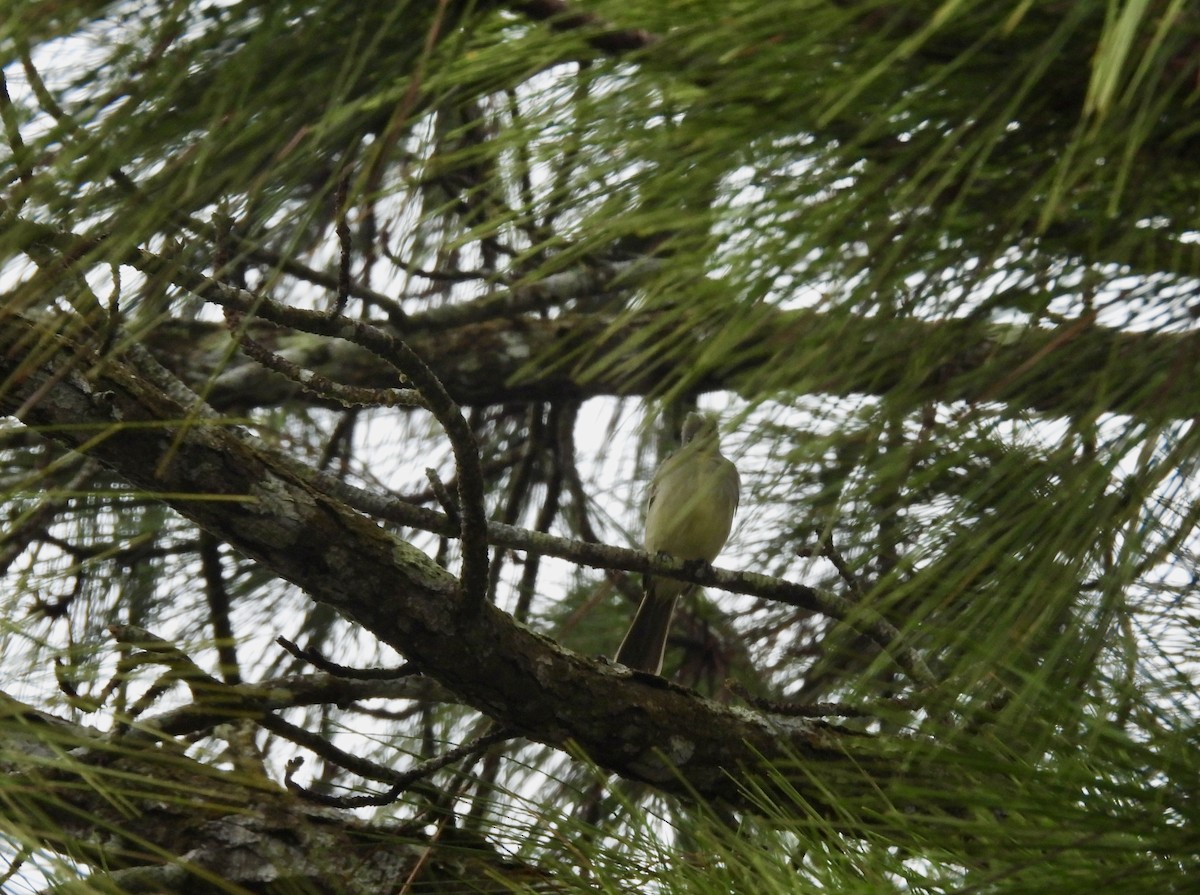 Yellow-bellied Elaenia - ML616248647