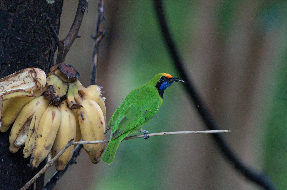 Golden-fronted Leafbird - ML616248679