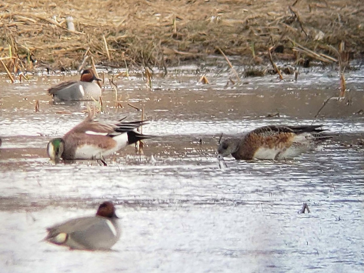 American Wigeon - Edward Kittredge