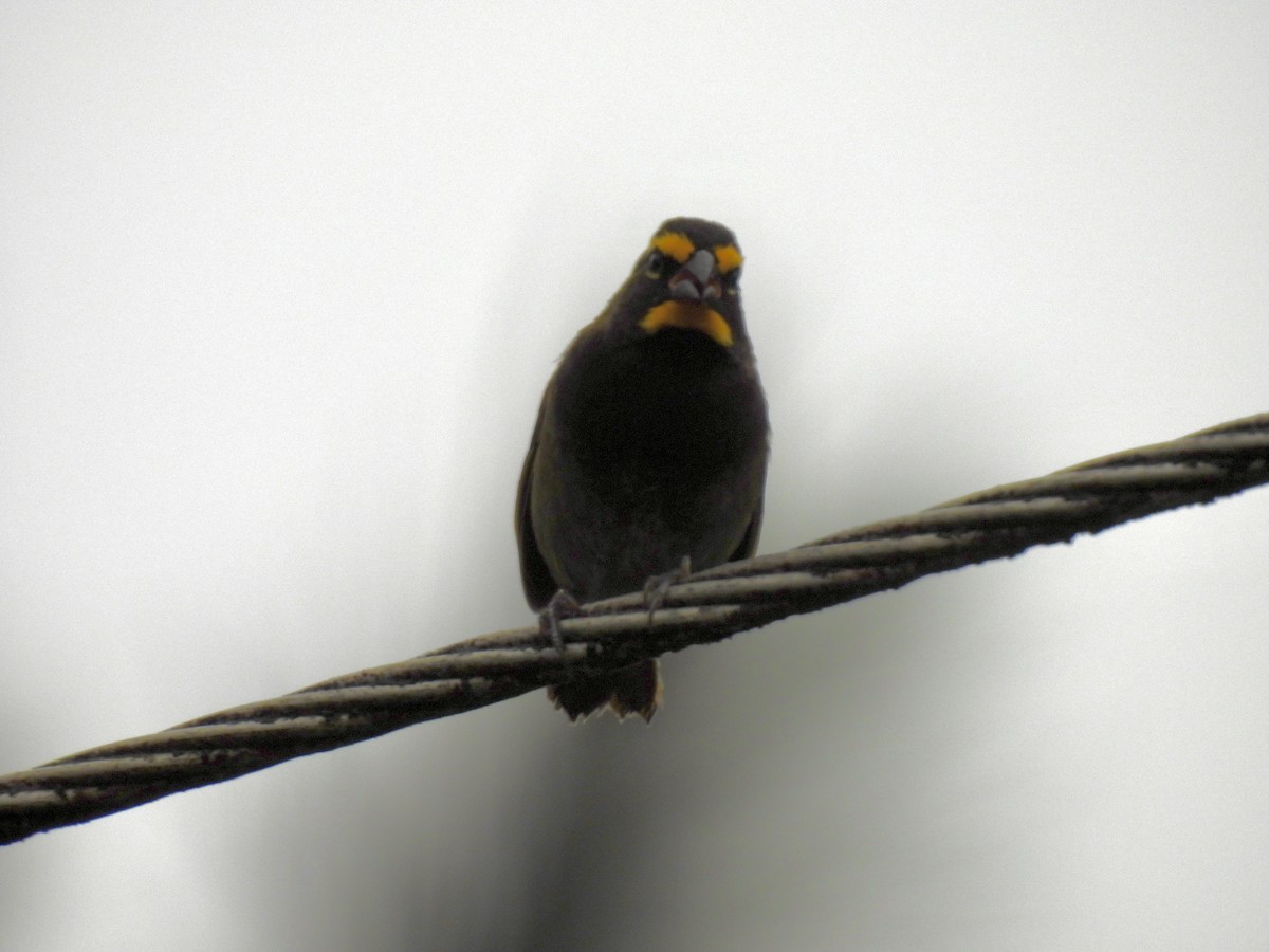 Yellow-faced Grassquit - ML616248779