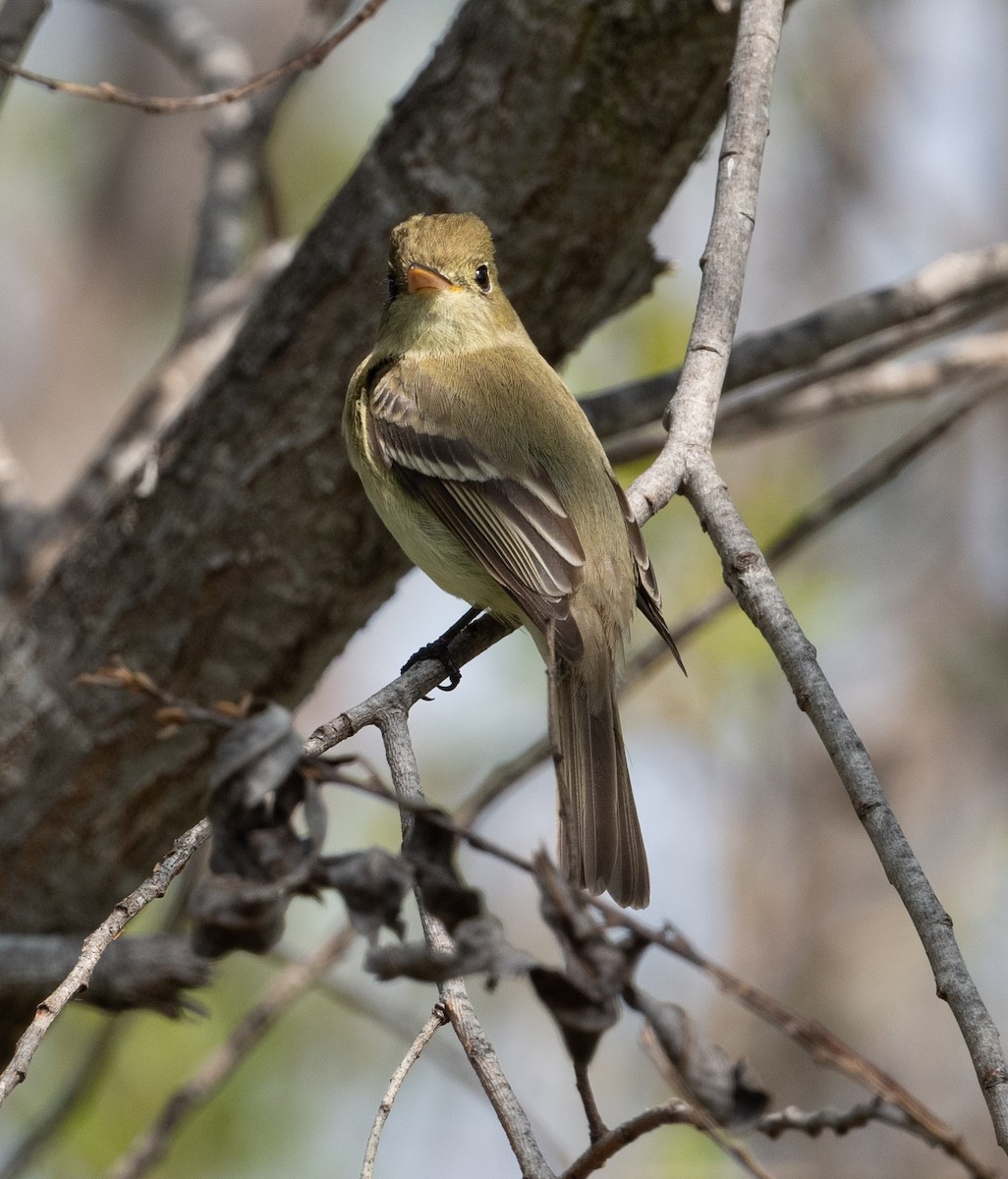 Western Flycatcher - Cynthia  Case