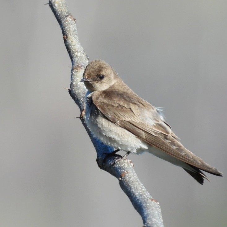 Northern Rough-winged Swallow - ML616248911