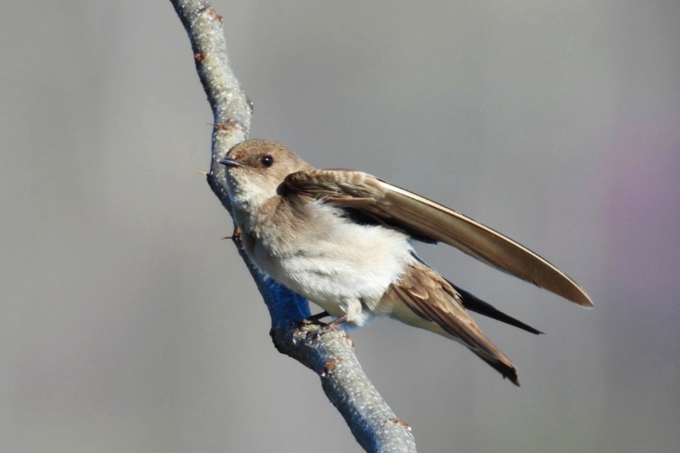 Northern Rough-winged Swallow - ML616248912