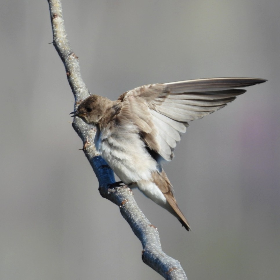 Northern Rough-winged Swallow - ML616248913