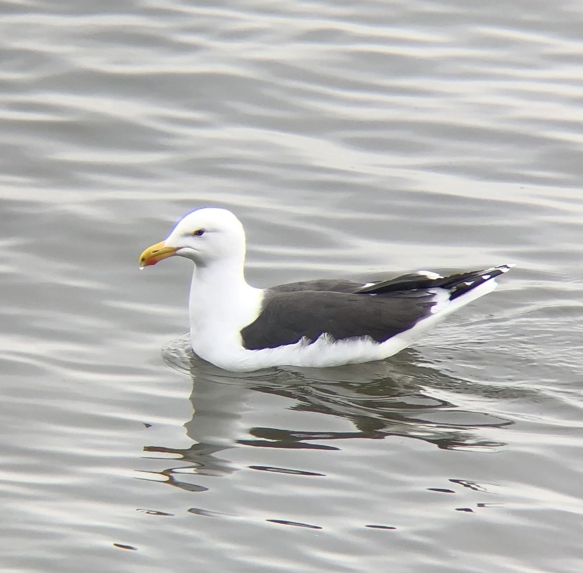 Great Black-backed Gull - ML616248940