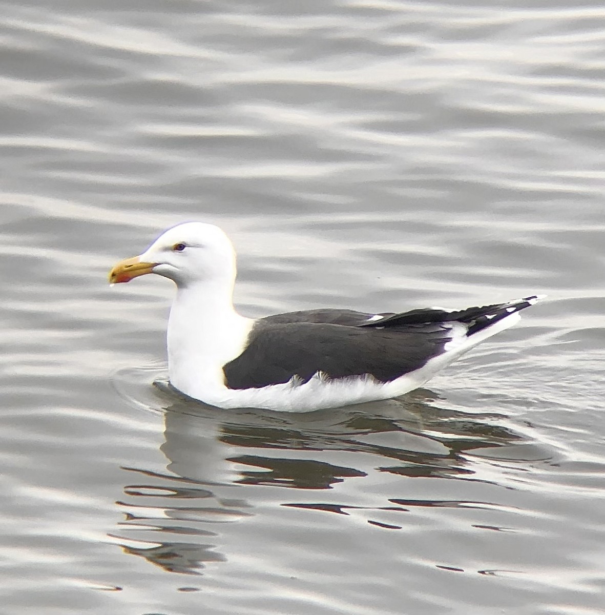 Great Black-backed Gull - ML616248941