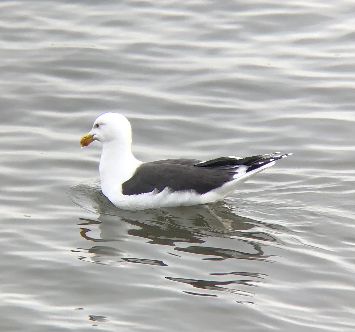 Great Black-backed Gull - ML616248942