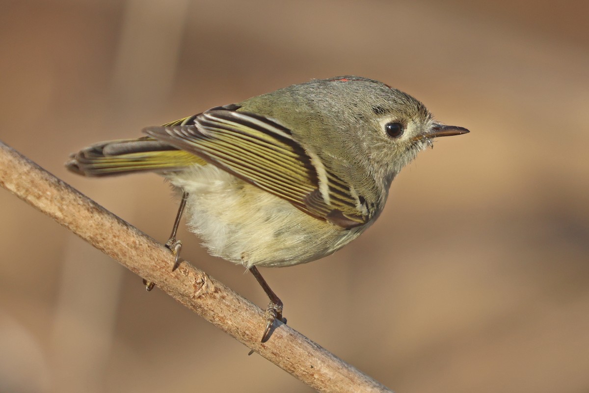 Ruby-crowned Kinglet - ML616248958