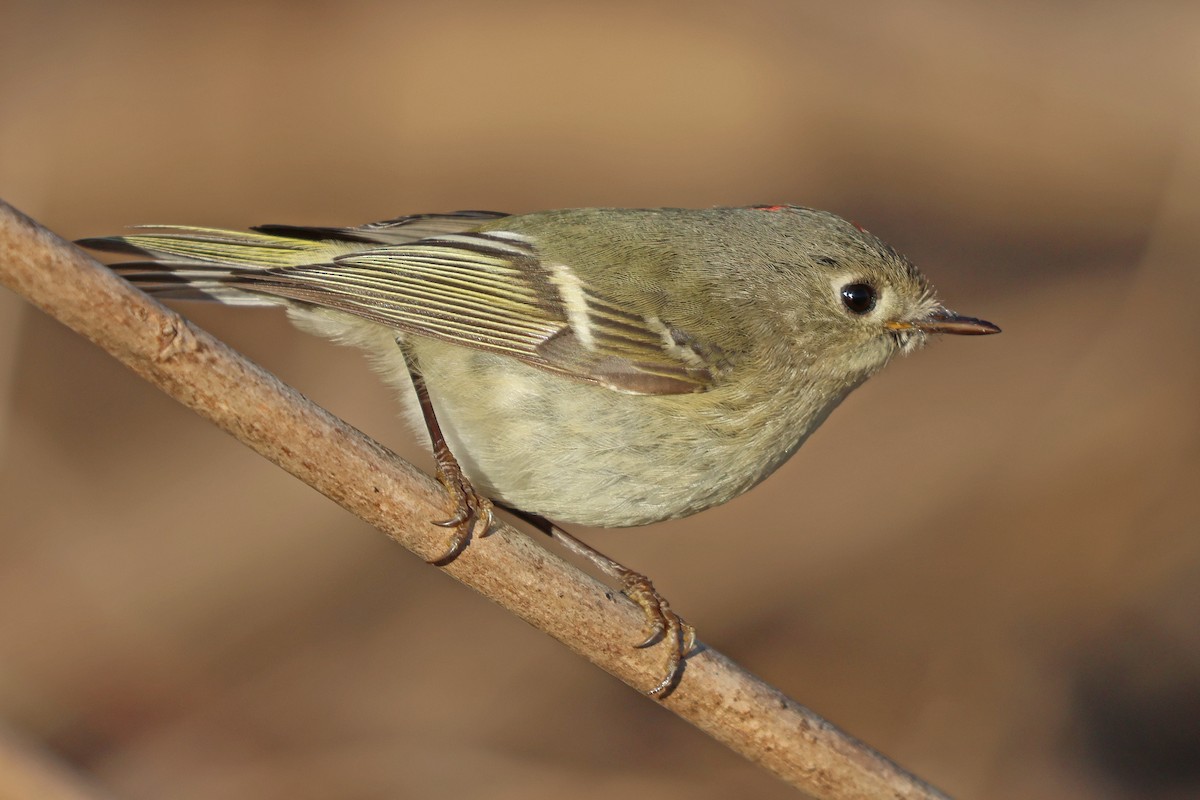 Ruby-crowned Kinglet - ML616248959