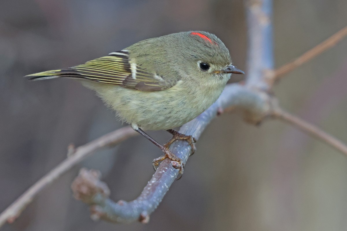 Ruby-crowned Kinglet - ML616248960