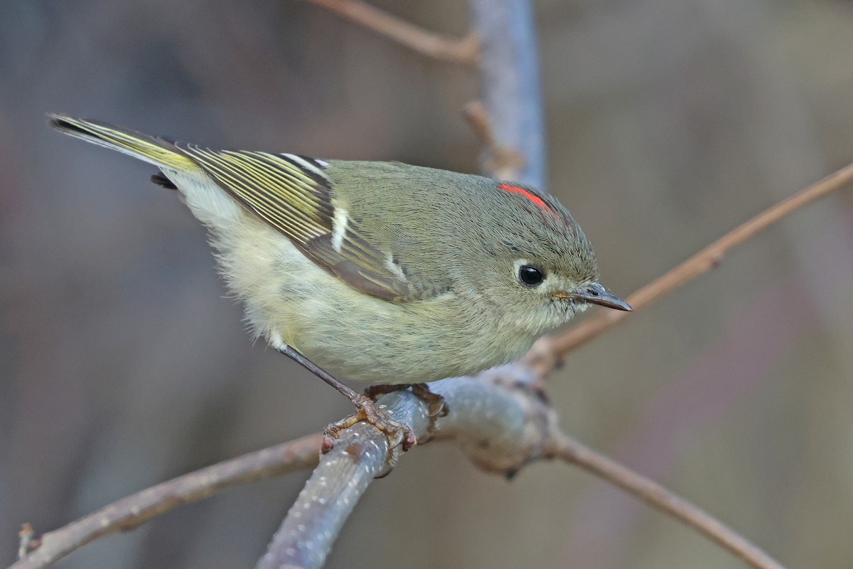 Ruby-crowned Kinglet - ML616248961