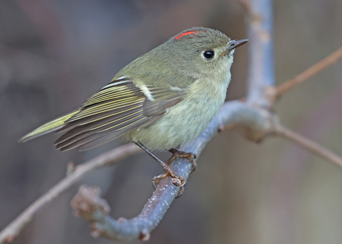 Ruby-crowned Kinglet - ML616248963