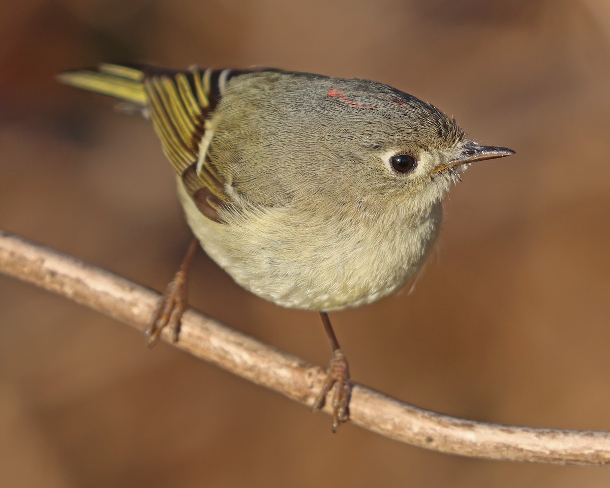 Ruby-crowned Kinglet - ML616248964