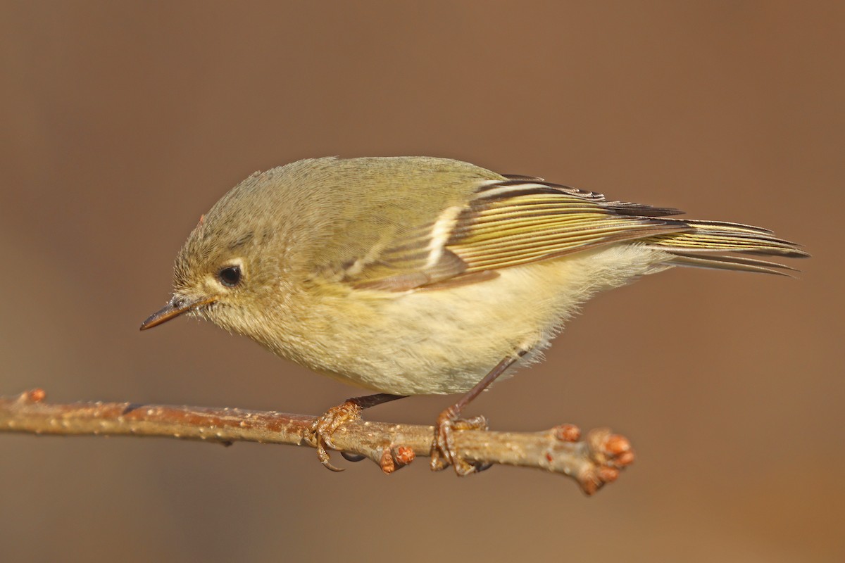 Ruby-crowned Kinglet - ML616248965