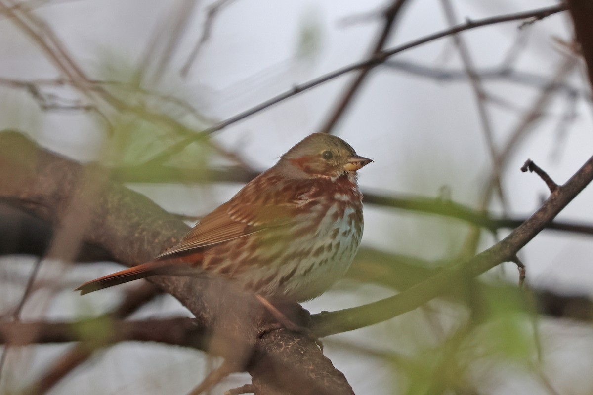 Fox Sparrow - ML616249002