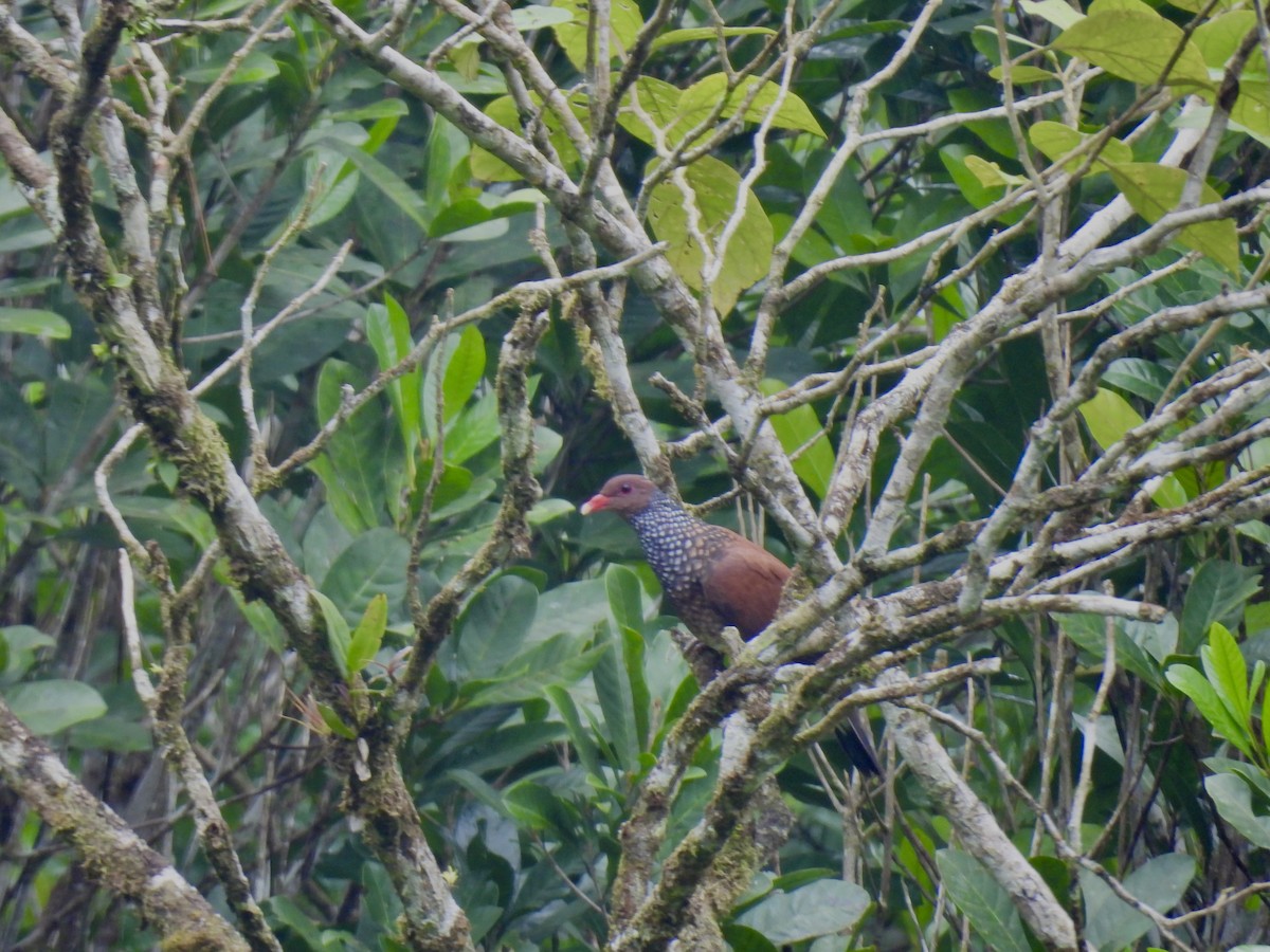 Scaled Pigeon - ML616249025