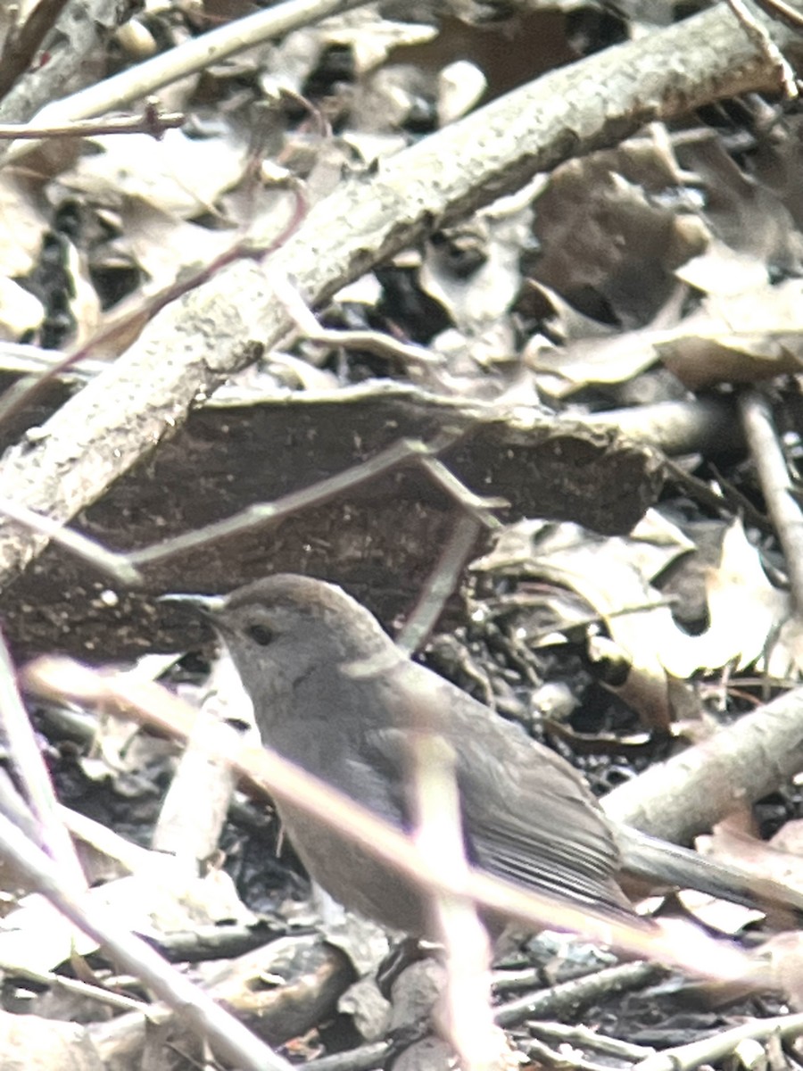 Gray Catbird - ML616249048