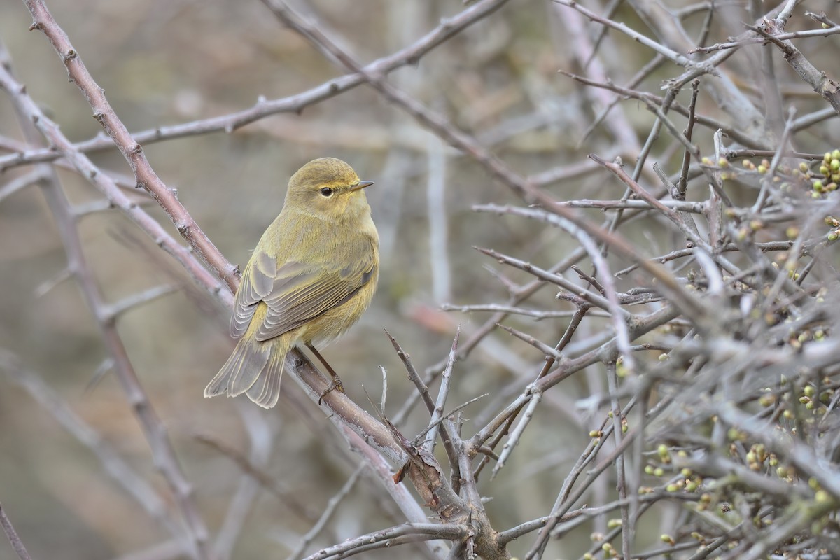 Mosquitero Común - ML616249101