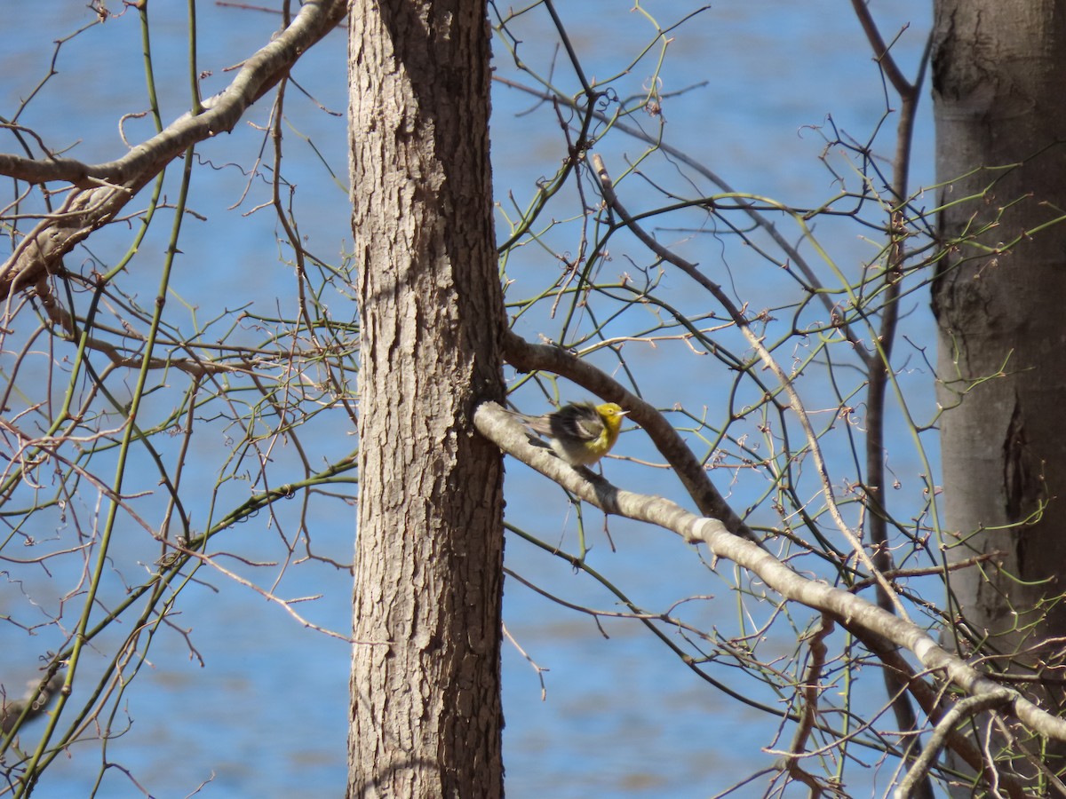 Pine Warbler - Doug Graham