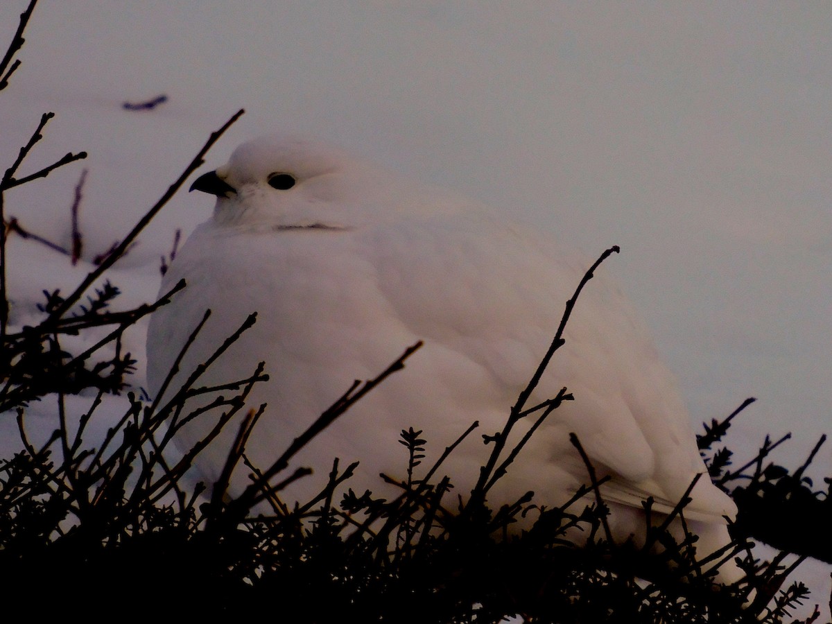 White-tailed Ptarmigan - Dan Bilderback