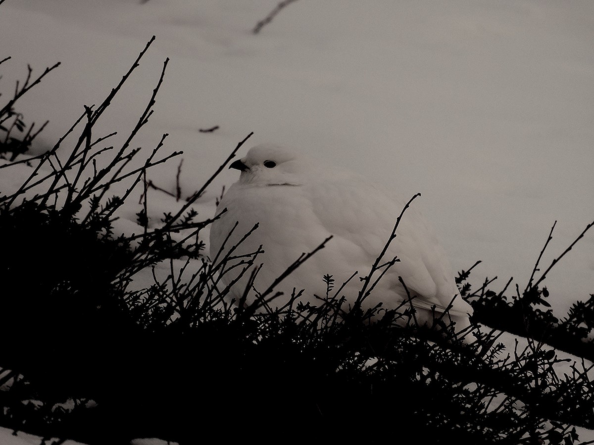 White-tailed Ptarmigan - ML616249153