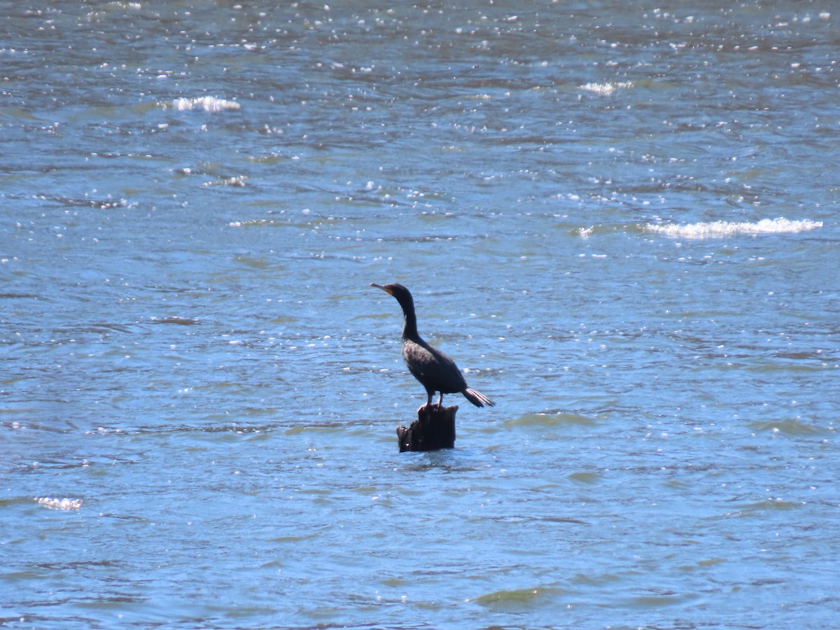 Double-crested Cormorant - ML616249171