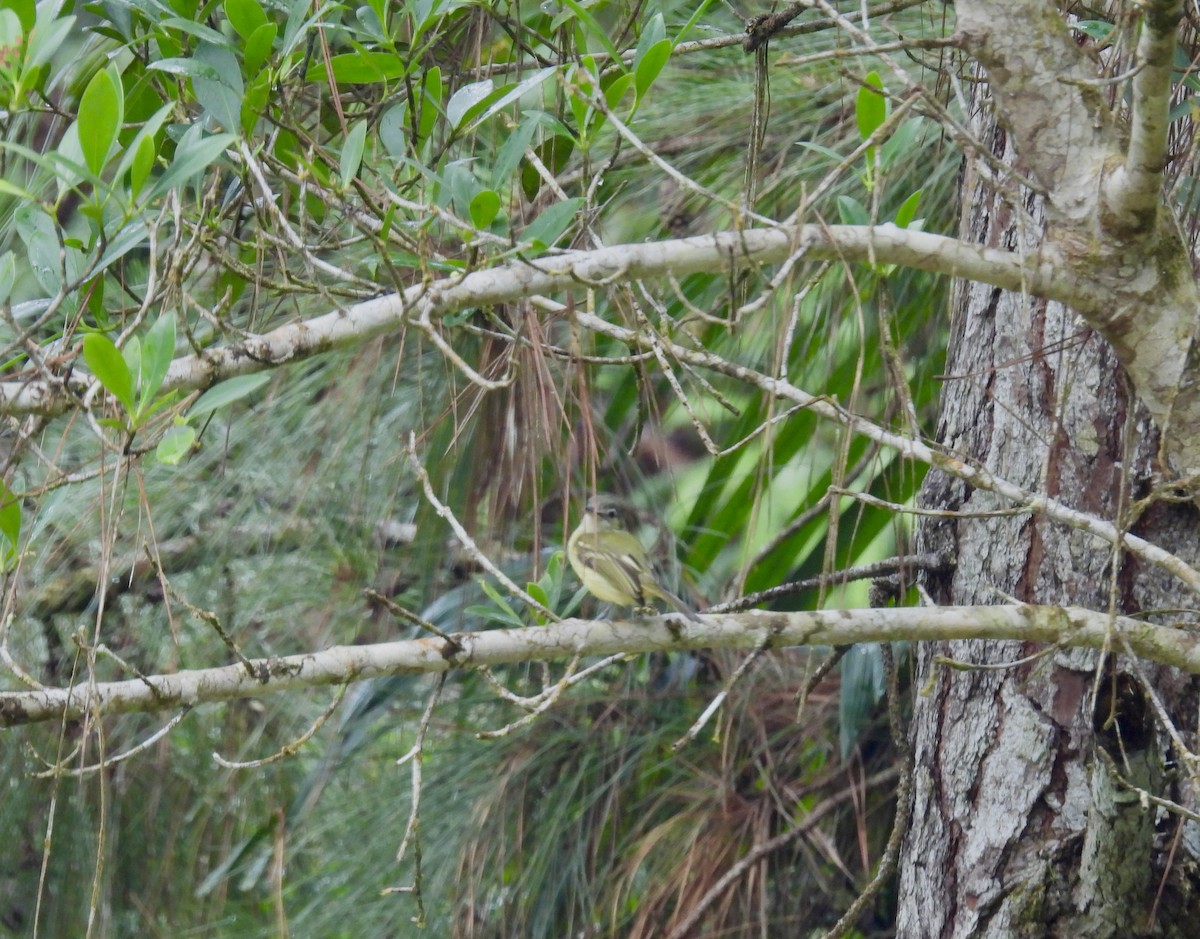 Yellow-winged Flatbill - Corinna Honscheid