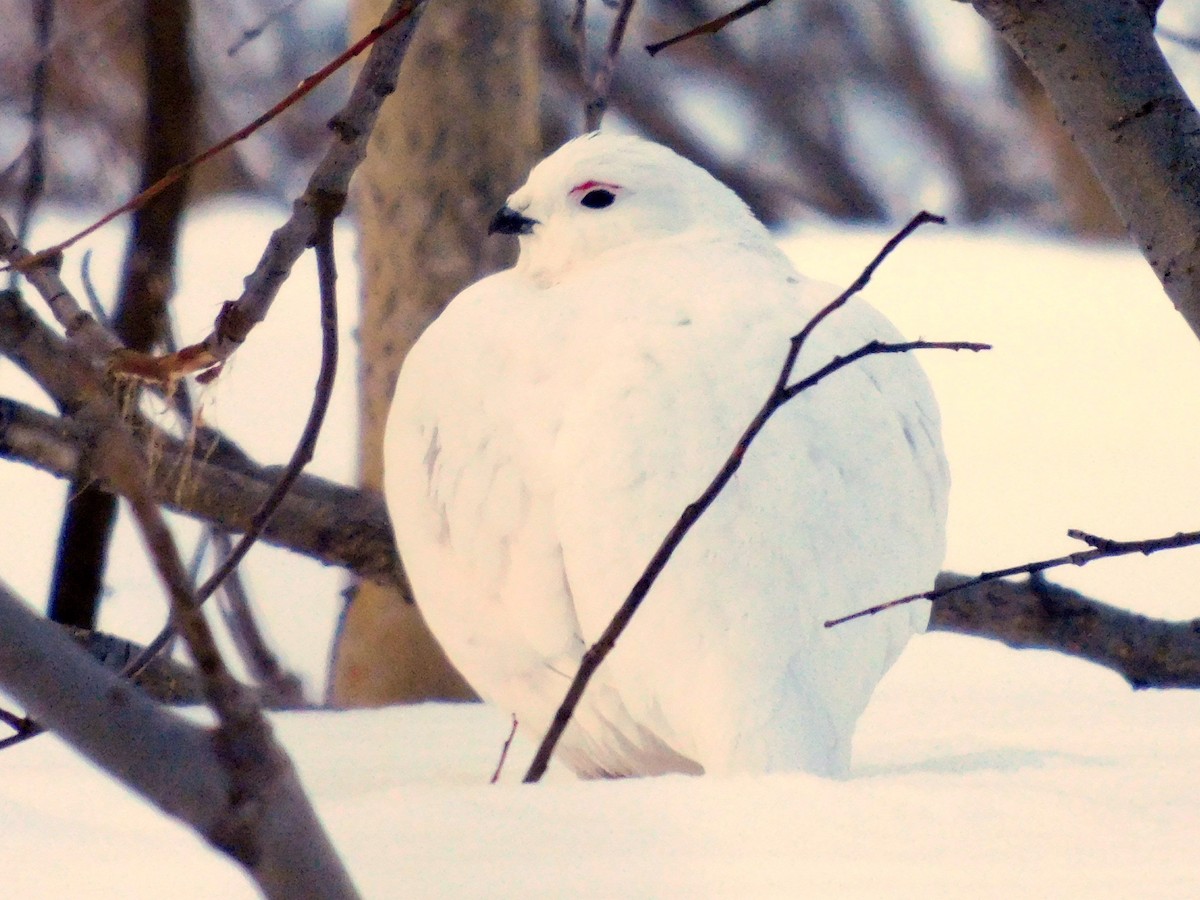 Willow Ptarmigan - Dan Bilderback