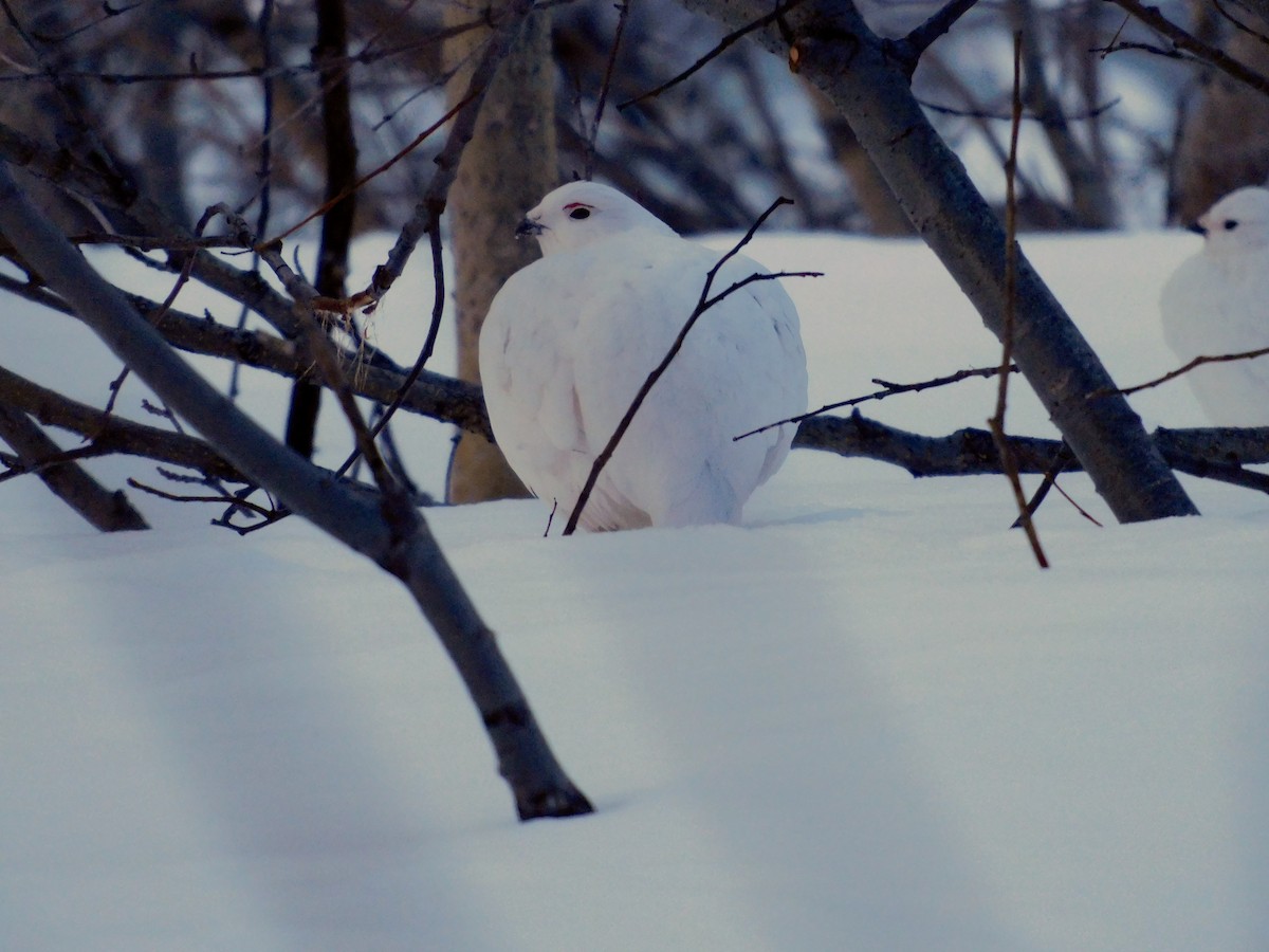 Willow Ptarmigan - Dan Bilderback