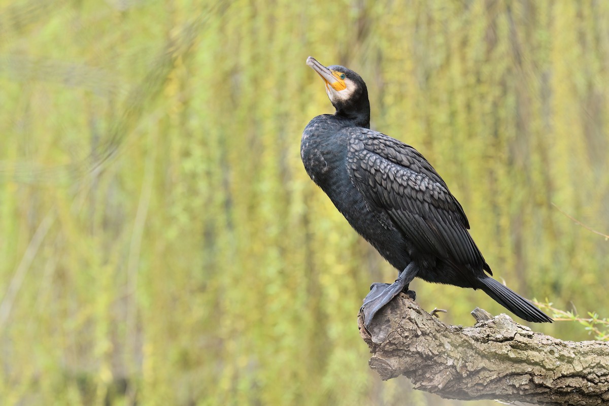 Cormorán Grande - ML616249216