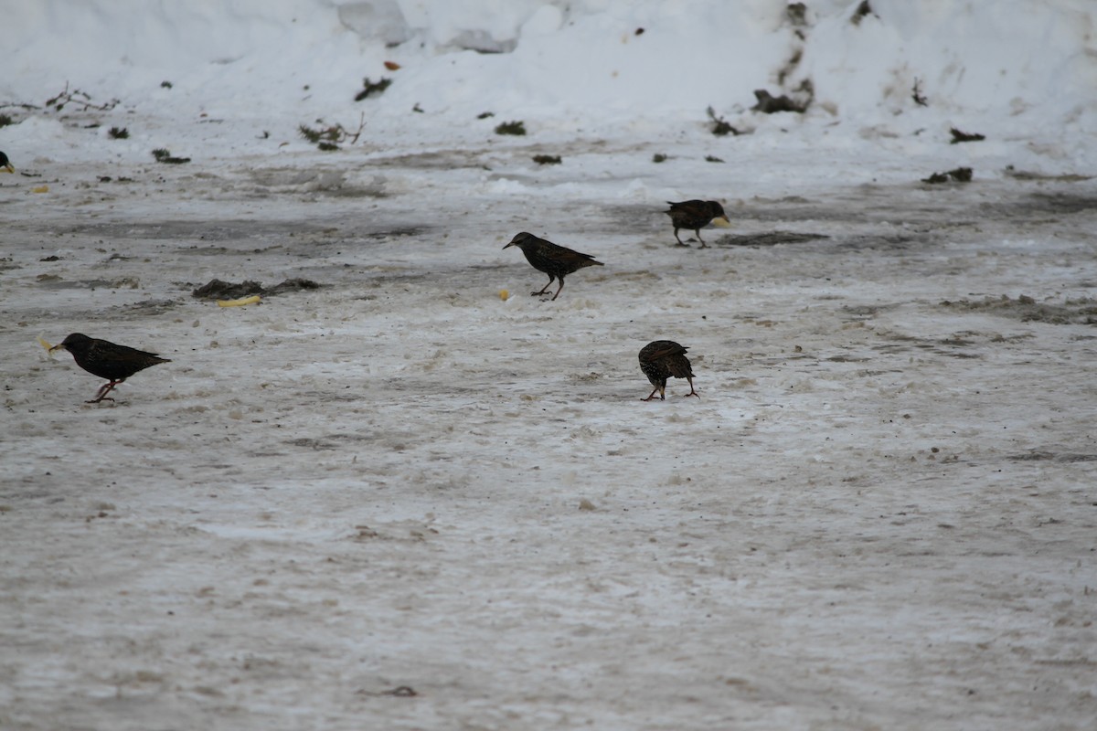 European Starling - ML616249273