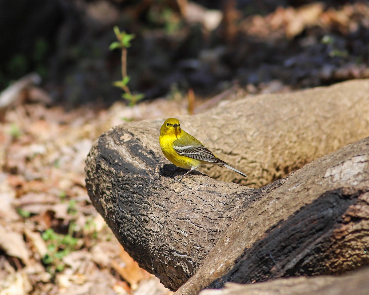 Pine Warbler - ML616249293