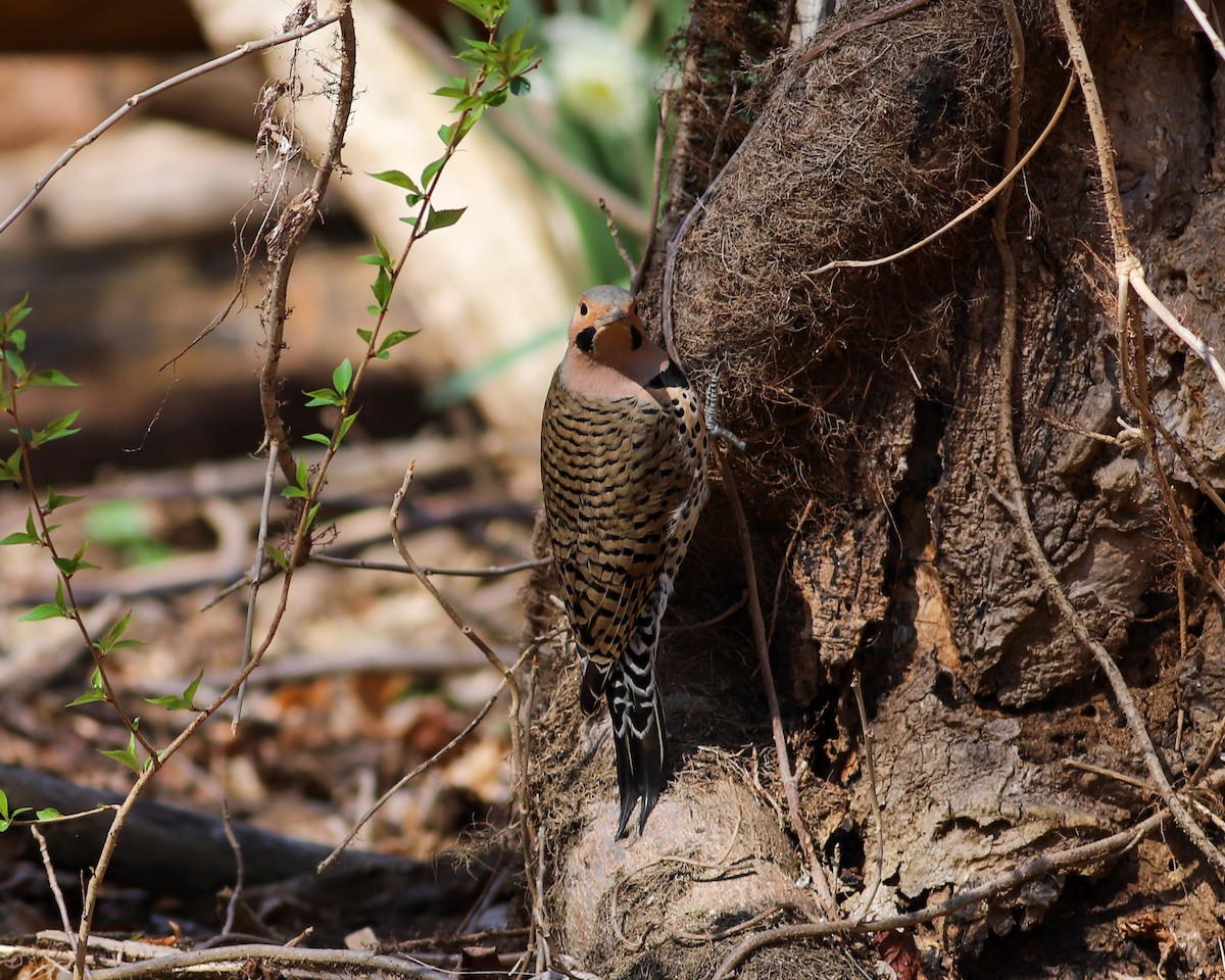 Northern Flicker - ML616249351