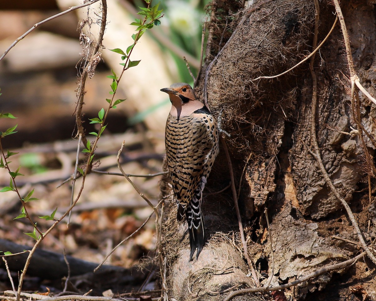 Northern Flicker - ML616249352