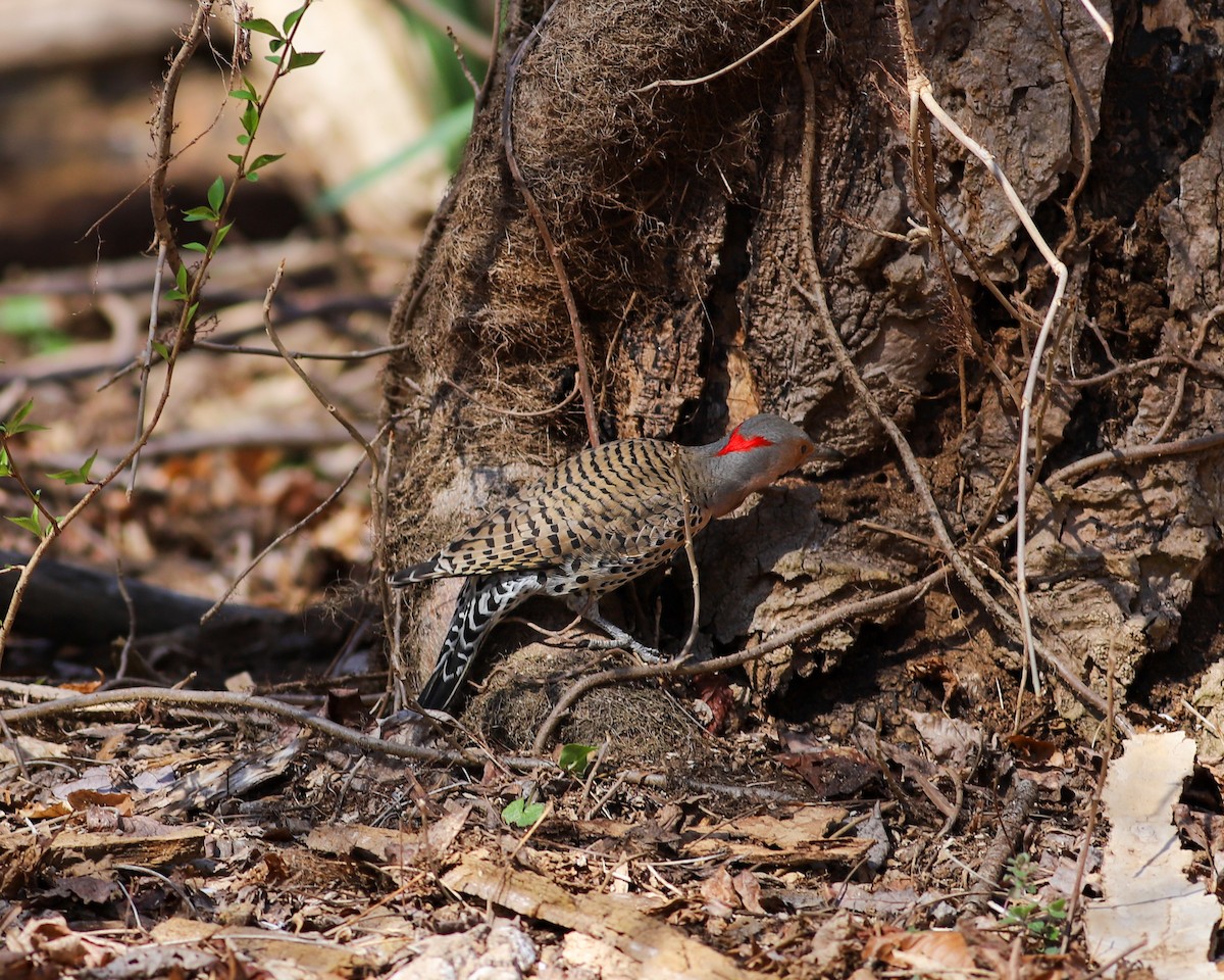 Northern Flicker - ML616249353