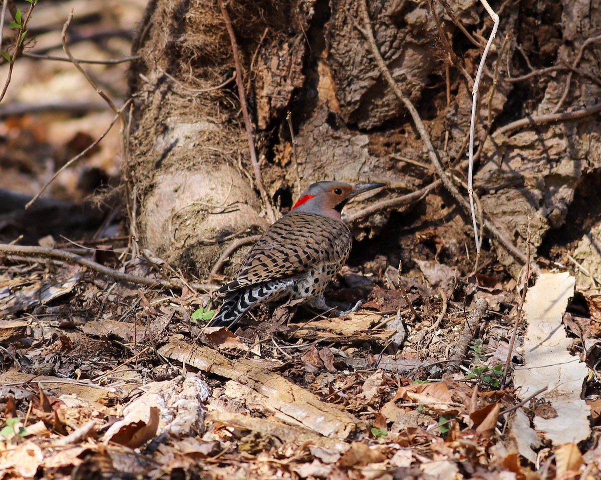 Northern Flicker - ML616249354