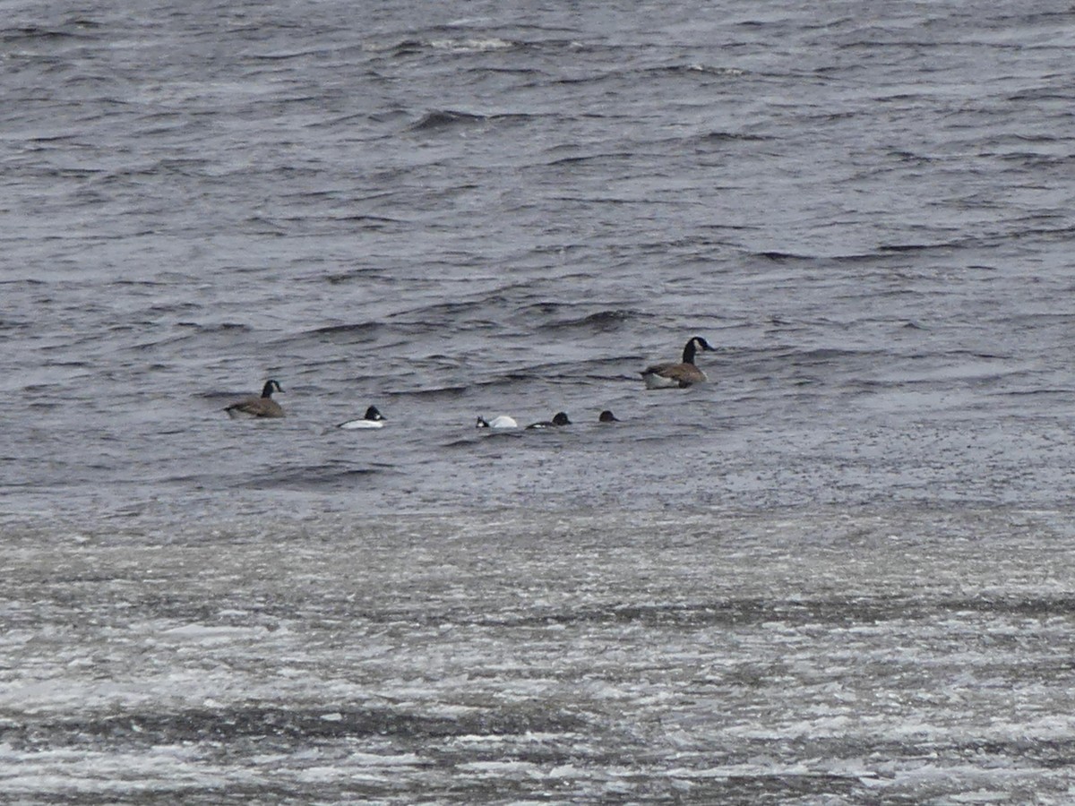 Common Goldeneye - ML616249375