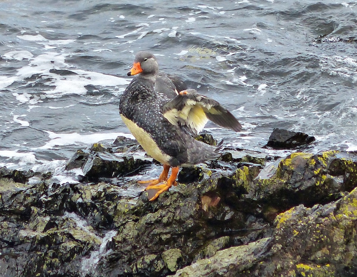 Flightless Steamer-Duck - ML616249459