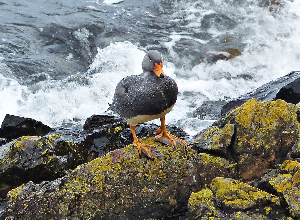 Flightless Steamer-Duck - ML616249460