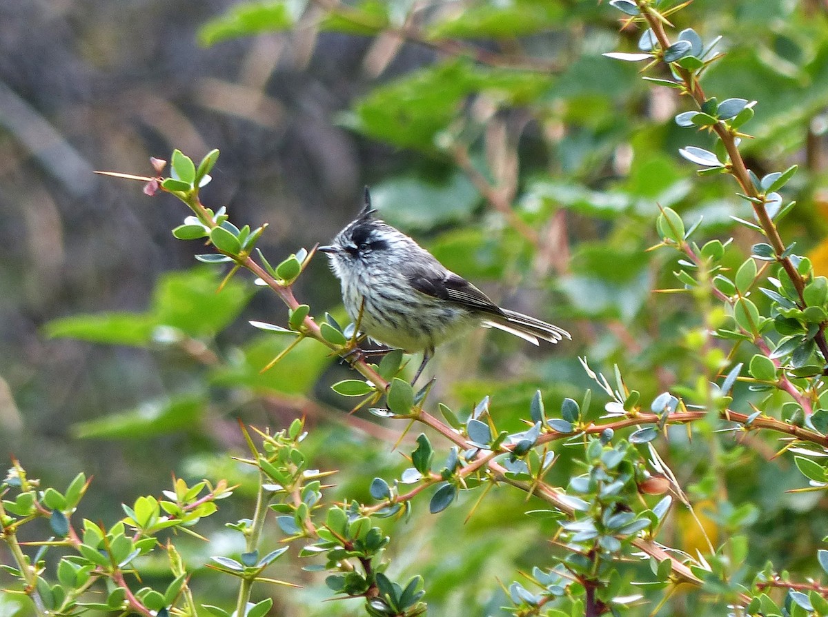 Tufted Tit-Tyrant - ML616249482