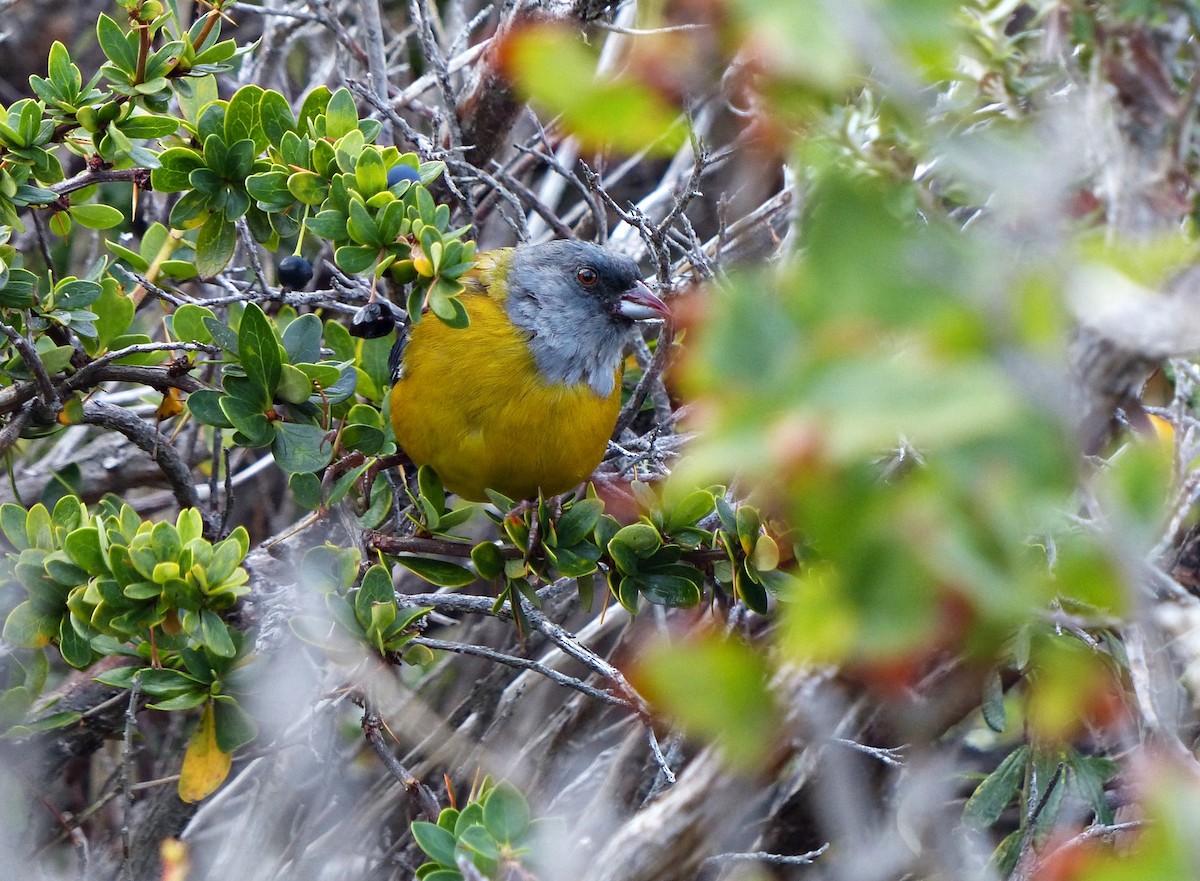 Patagonian Sierra Finch - ML616249490