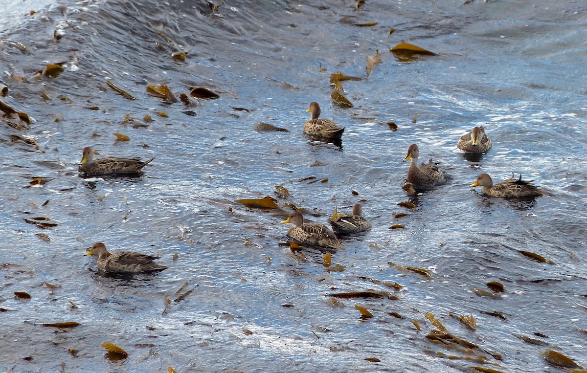 Yellow-billed Pintail - ML616249518