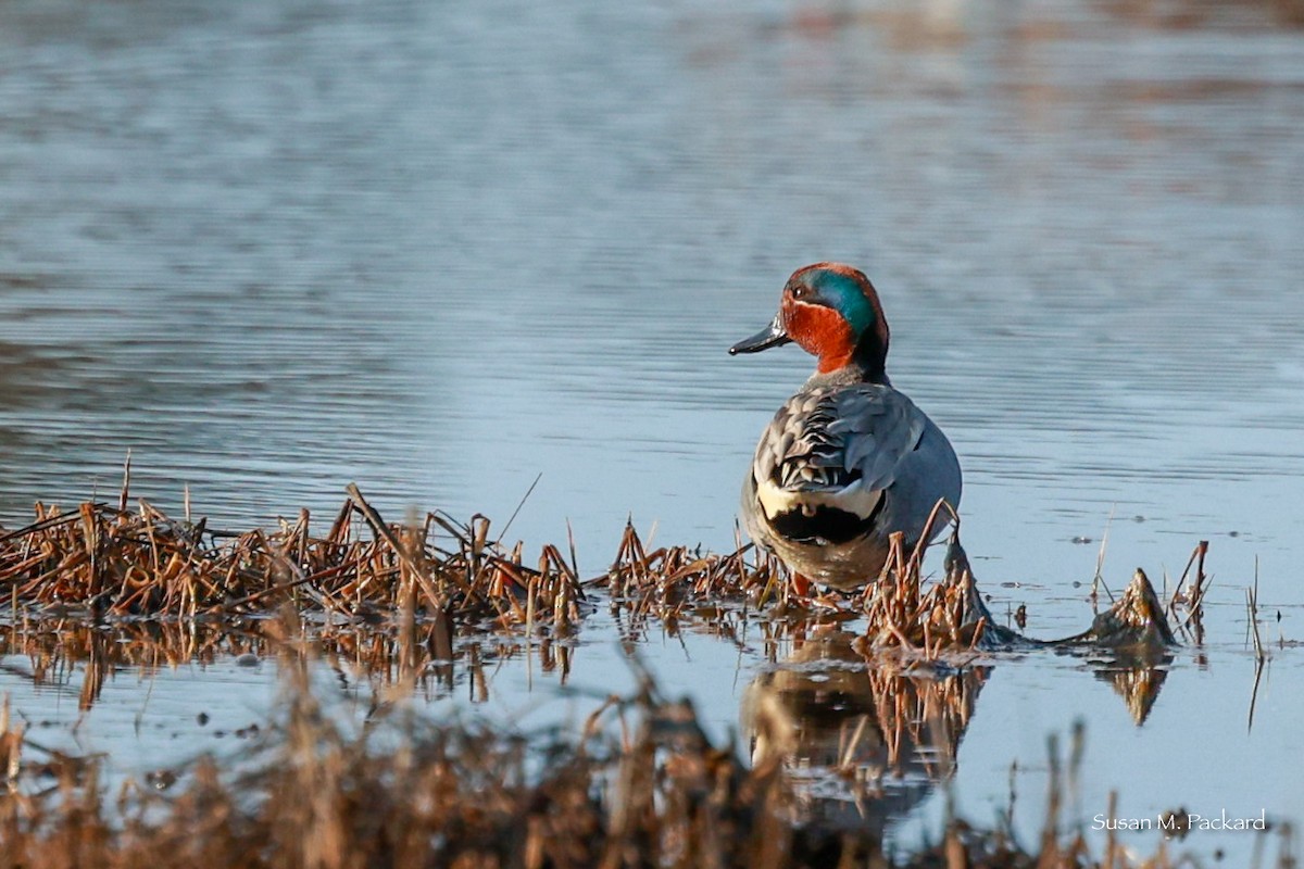 Green-winged Teal - ML616249560