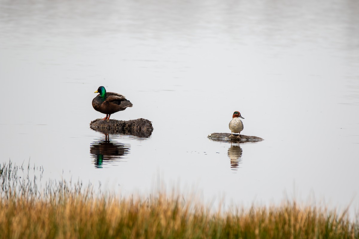 Green-winged Teal - Sebastian Draack